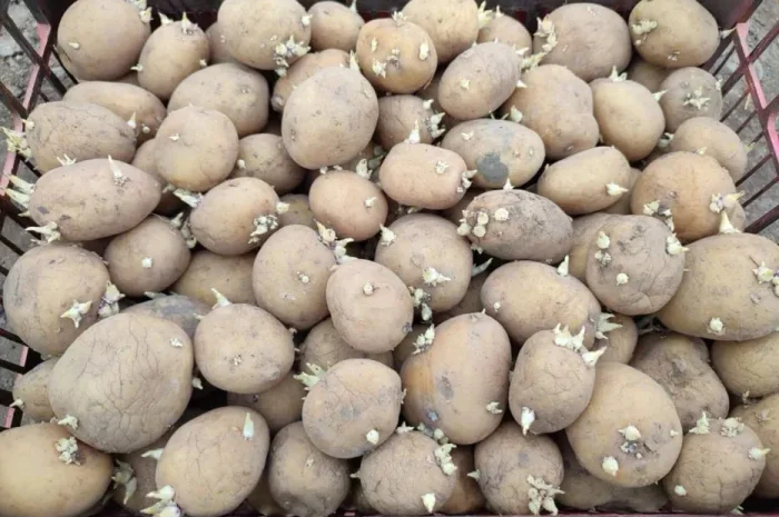 Картофель ранний сорт Ривьера- фото № 1