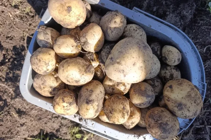 Посадкова картопля Рів'єра та інші сорти- фото № 1