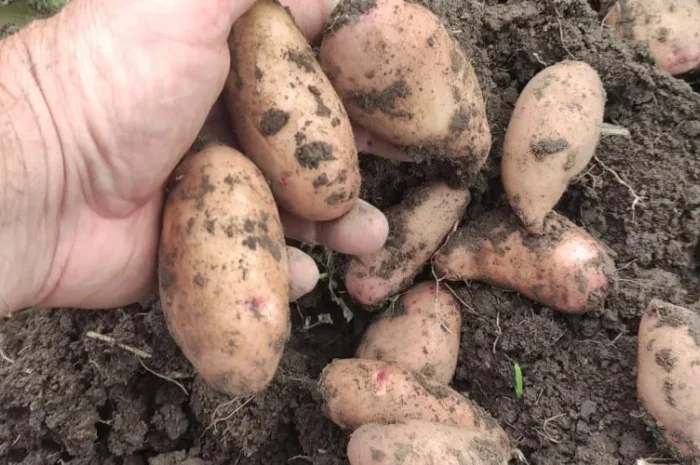 Продажа семенной картошки различных сортов- фото № 1