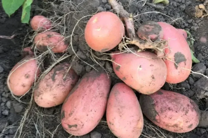 Насіння картоплі Дельфіне і Рев'єра (2 - репр.)- фото № 1