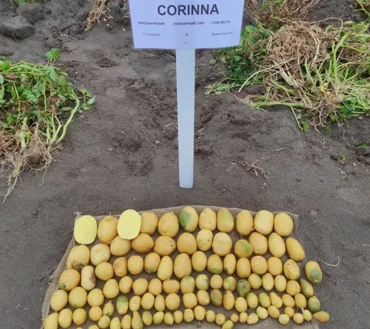 Насіння картоплі Ревєра, 1 репродукція- фото № 1