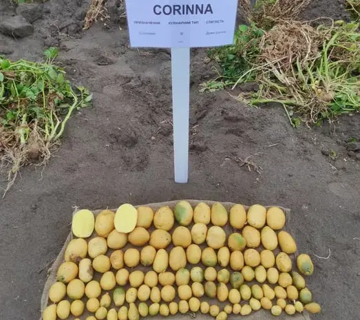 Насіннєву картоплю ревєра 1 репродукція- фото № 1