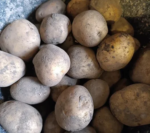 Картопля раннього сорту Рів'ера- фото № 1