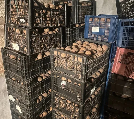 Пропонується велика насіннєва картопля сортів Санте та Белароза- фото № 1