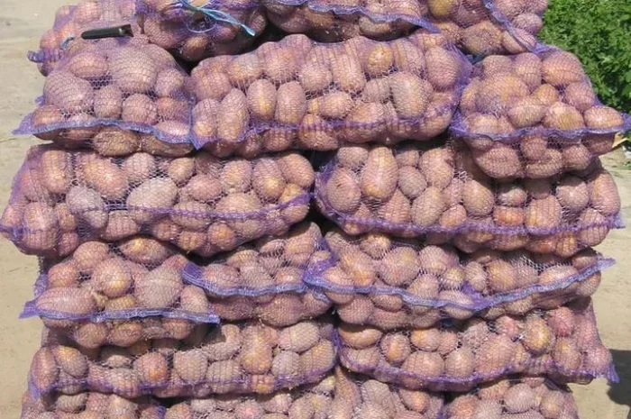 Картопля сортів "Біла роса" та "Санте" з доставкою- фото № 1