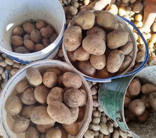 Картопля Санте, Тайфун, Біларосса у продажу- фото № 1