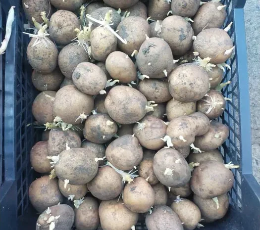 Картопля насіння Санте у продажу- фото № 1