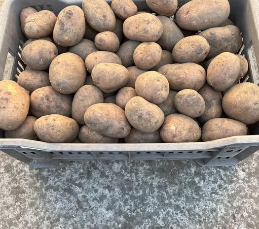 Домашня картопля сорту Беллароза- фото № 1