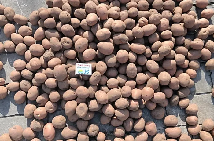 Посадкова картопля Белароса – смачна та поживна- фото № 1