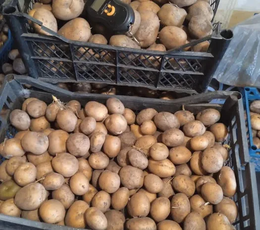 Картопля Адретта – насіннєва та велика- фото № 1