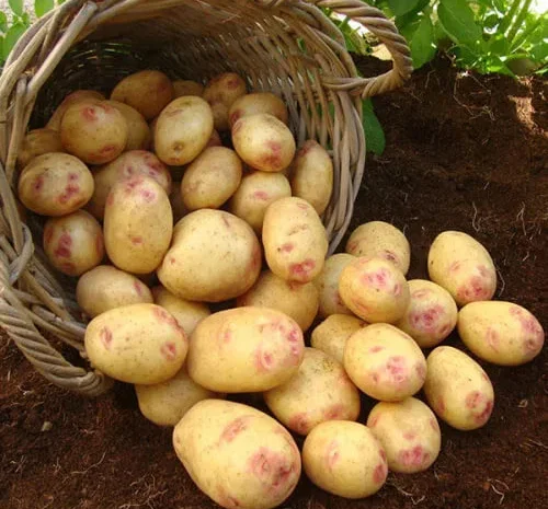 Картопля Пікассо домашня- фото № 1