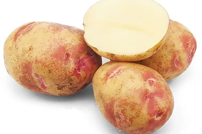 Картопля Кубанка і Пікассо - продаж в Гайсині- фото № 1