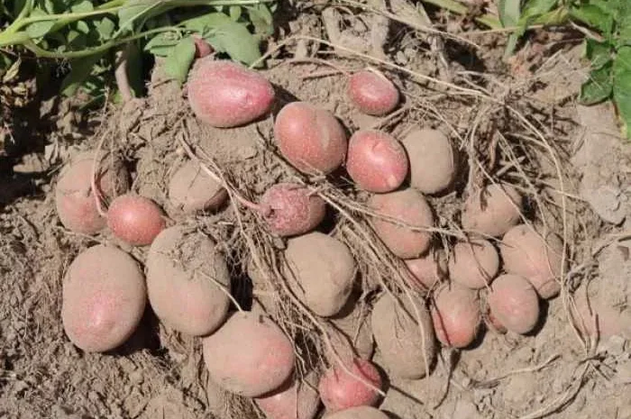 Пропонується картопля Тирас-2 та Лабелла-2 репродукція- фото № 1