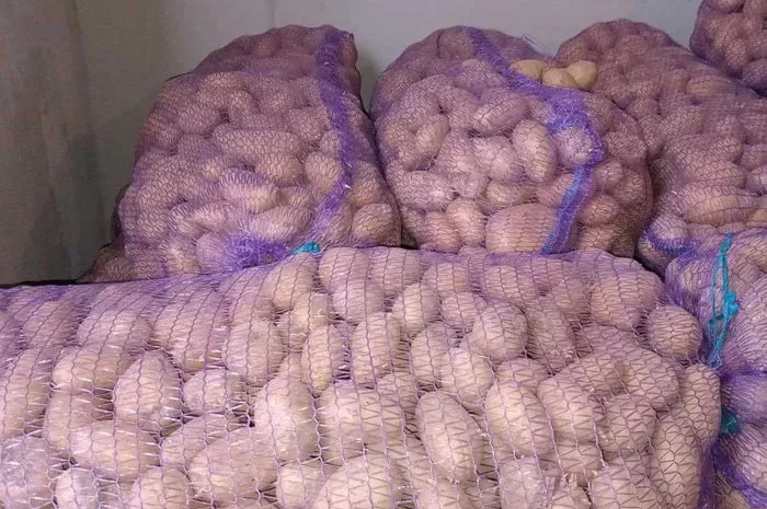 Пропонується посадковий картопля сорт Гранада- фото № 1