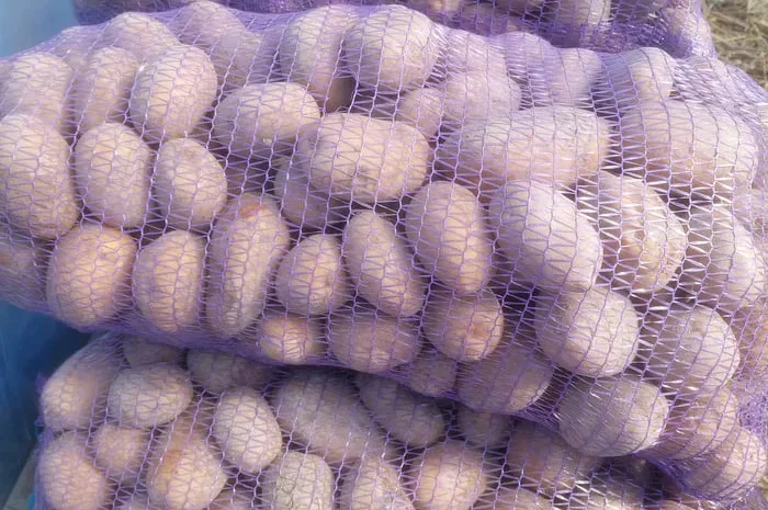 Картопля сорту Мелодія з доставкою- фото № 1