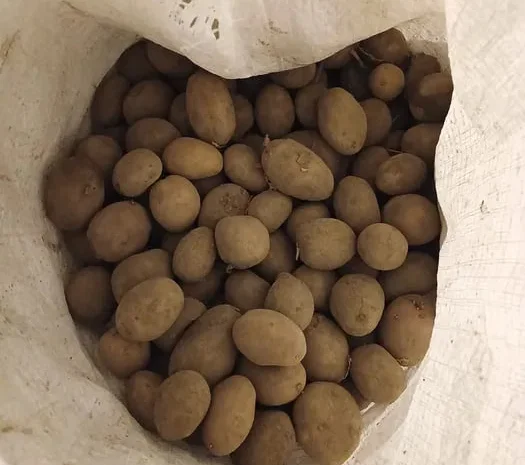 Насінна картопля сорту Мелодія- фото № 1