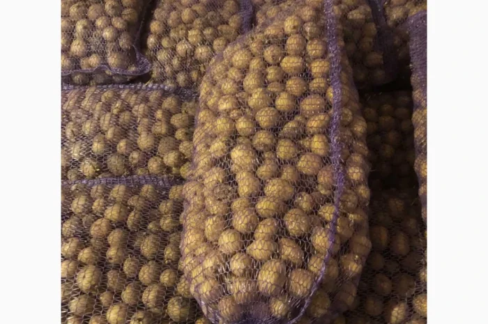 Продажа картофеля сорта Ривьера и Аризона- фото № 1