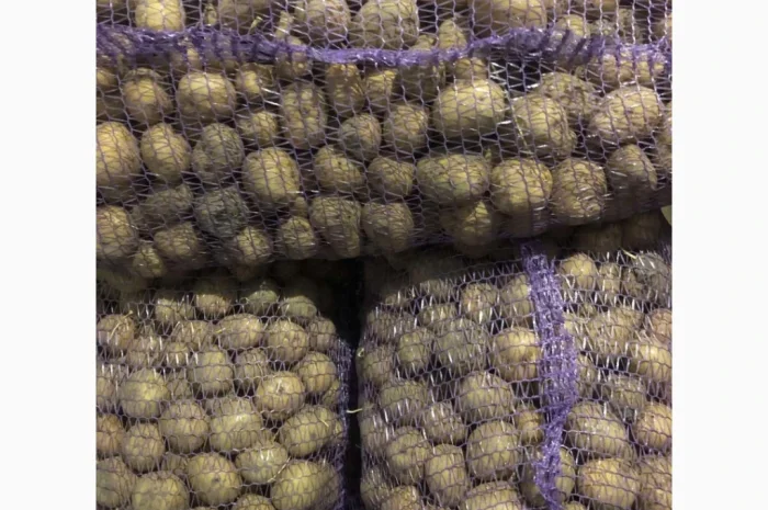 Продажа картофеля сорта Ривьера и Аризона- фото № 2