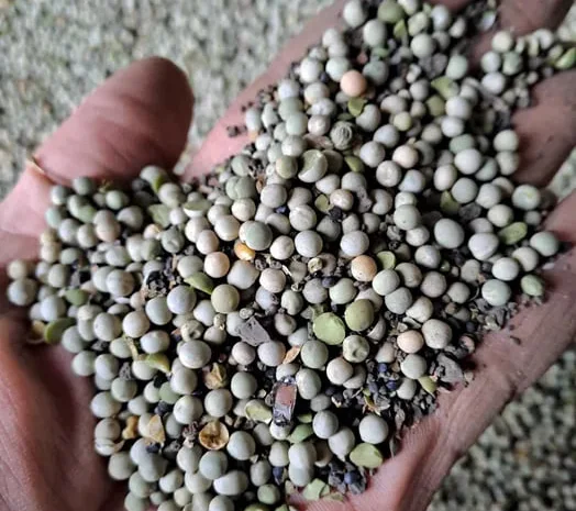 Продам горох на корм тваринам- фото № 1