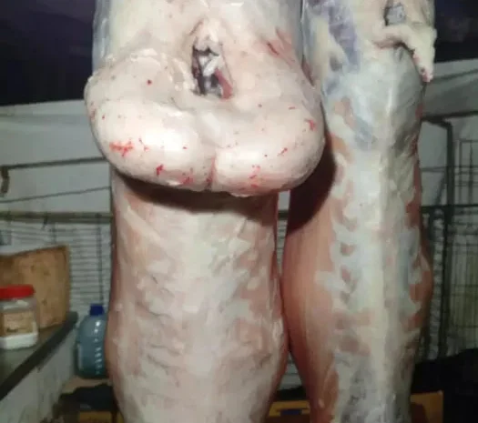 Продается халяльное мясо баранины- фото № 1