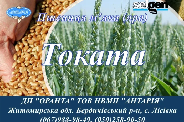 Насіння ярої пшениці Токата на продаж- фото № 1