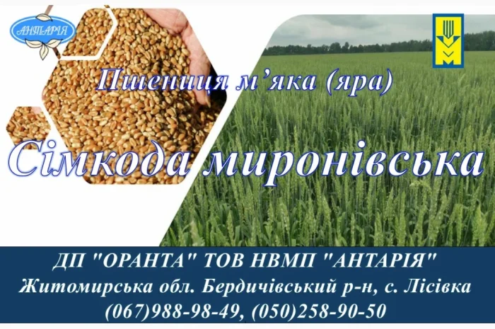 Насіння ярої пшениці Сімкода Миронівська- фото № 1