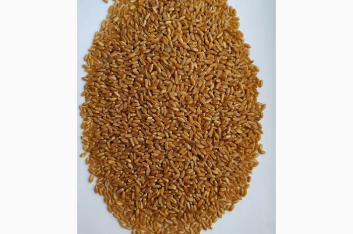 Пшеница твердая БГ Дуриамо 2С - продажа- фото № 1