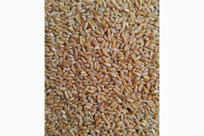 Пшеница твердая БГ Дуриамо 2С - продажа- фото № 2