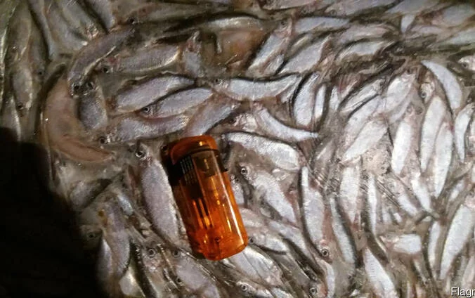 Тюлька- фото № 1