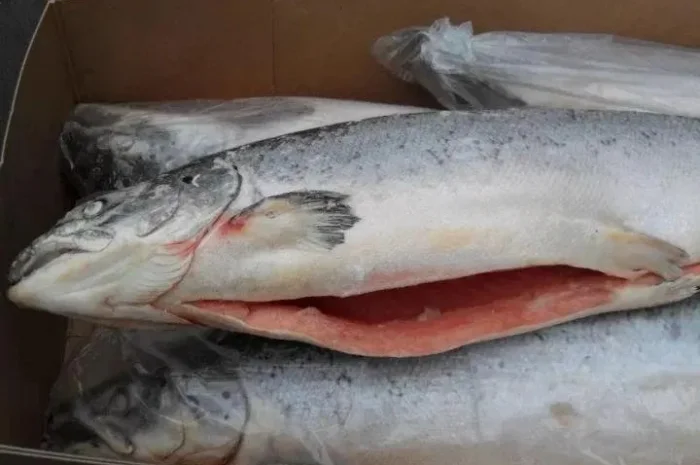 Лосось патраний тушка 1- 2, 4-5- фото № 1