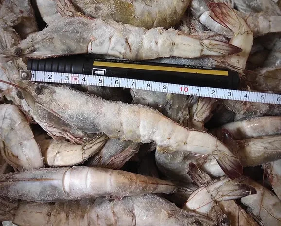 Креветки свіжеморожені 30/40 Еквадор- фото № 1