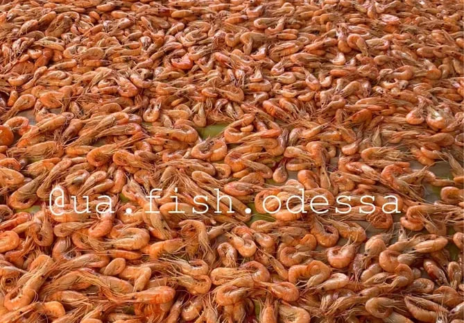 Креветка черноморская- фото № 1