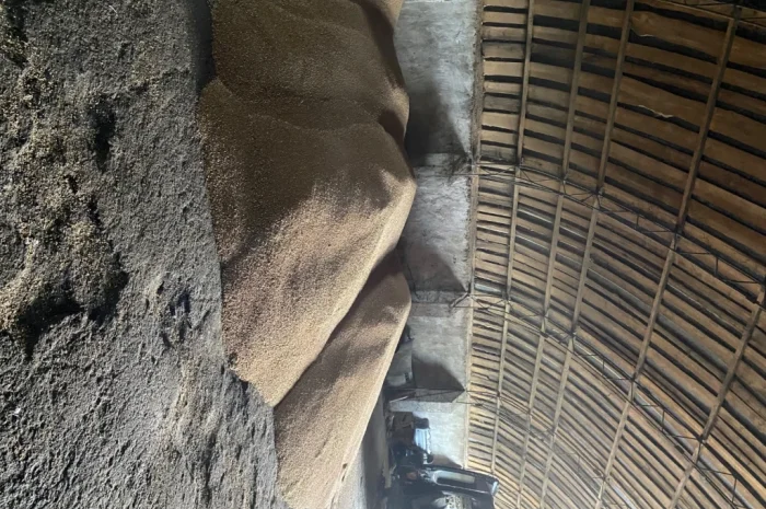 Продается яровая пшеница- фото № 2