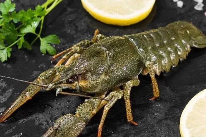 Раки охолоджені великі до 15 шт/кг (90-110грам/шт- фото № 1