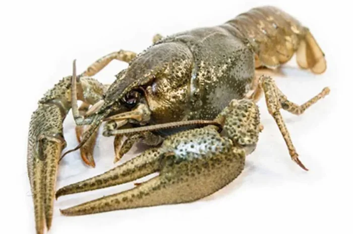 Раки охолоджені середньо-великі до 20 шт/кг- фото № 1