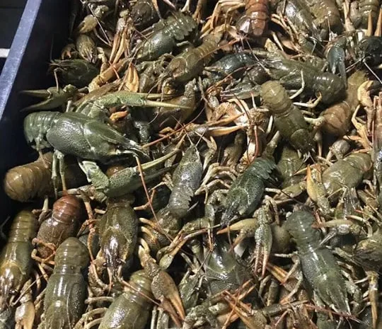 Раки живые вареные жареные речные свежие- фото № 1