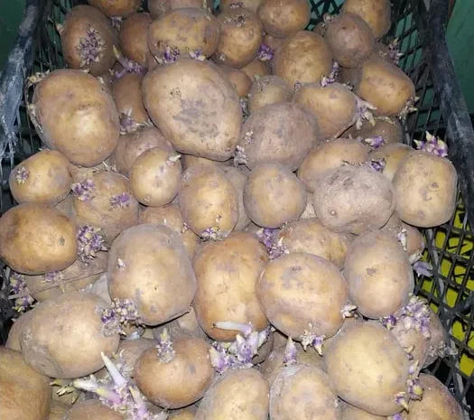 Картошка на посадку- фото № 1