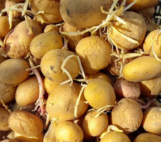 Картошка на посадку пересилаю- фото № 1