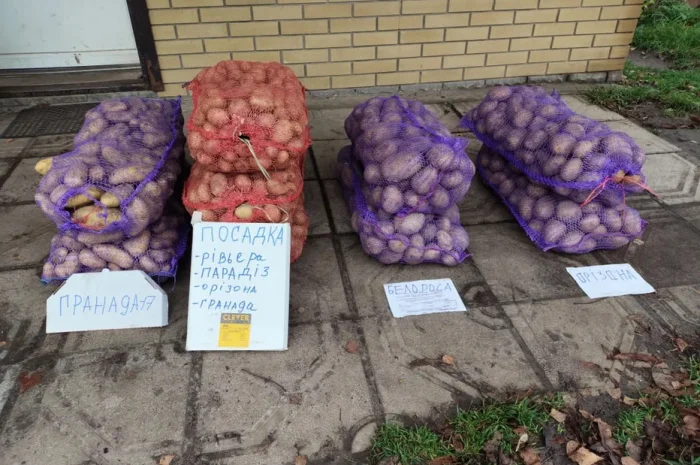 Посадкова картошка- фото № 1