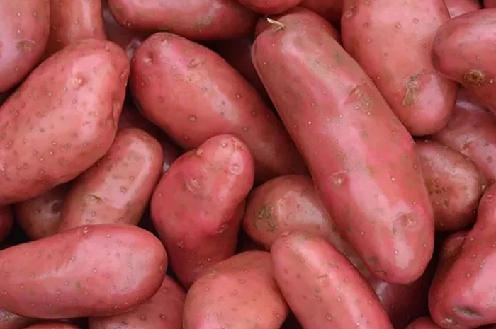 Рання Насінева картопля Шері- фото № 1