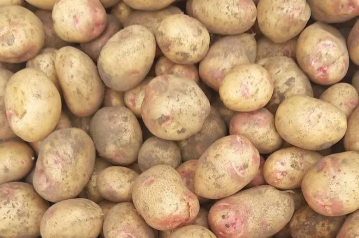 Картопля насінева рання сорокаденка- фото № 1