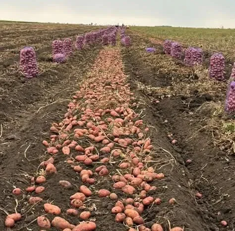 Картопля різних сортів рання- фото № 1