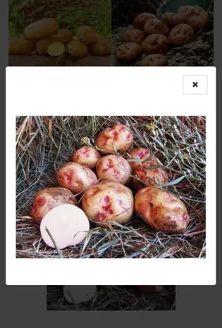 Картопля рання сорокаденка- фото № 1