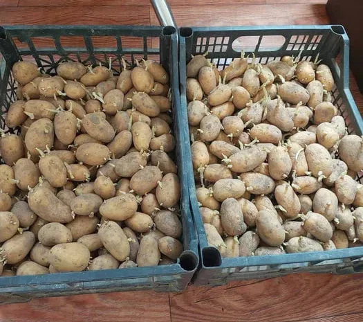 Картопля насінева рання- фото № 1