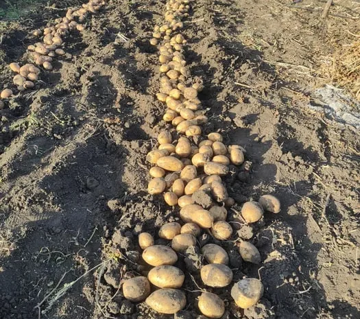 Рання посадкова картопля Спектра, Корінна, Мікадо- фото № 1