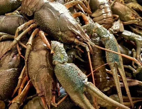 Продаємо раки живі та варені, свіжу, в'ялену- фото № 1