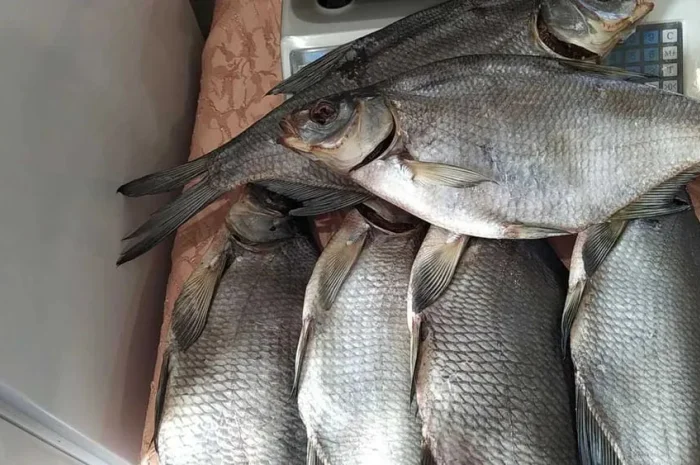 Сушена риба ( густіра, лящ, підлящ, карась)- фото № 1