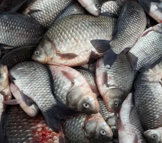 Продаємо опт. свіжу рибу: товстолоб,тарань,карасі- фото № 1