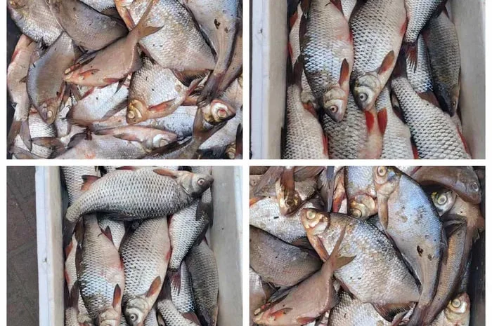 Жива риба свiжа риба, карась- фото № 1