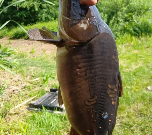 Продам живу рибу (карась)- фото № 1